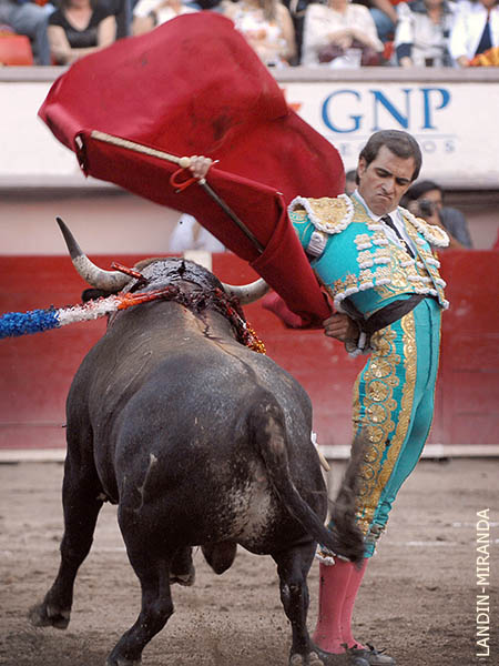 Temerarias bernadinas