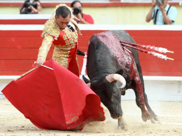 Entendido en la lidia