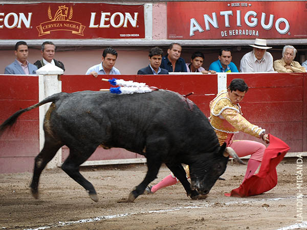 Complicadas condiciones del astado