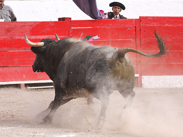 La musculatura del segundo
