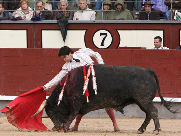 Un toro hondo y serio