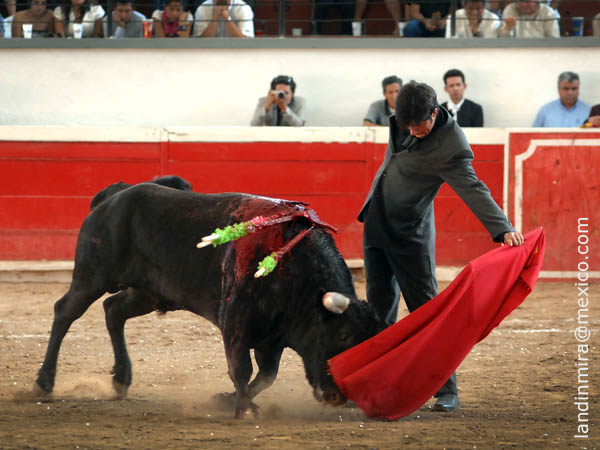 Tirando del ejemplar