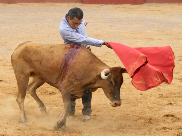La nobleza de la vaquilla