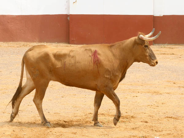 Una vaca de encaste Domecq