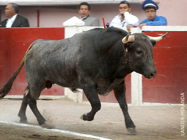 Salta a la arena el cuarto