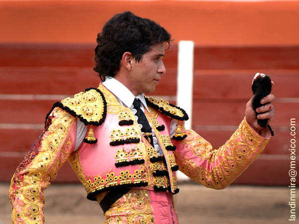 Chihuahua, una oreja