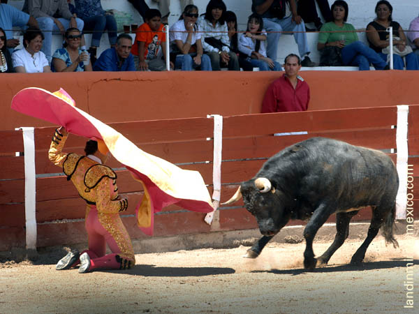 Chihuahua con su segundo