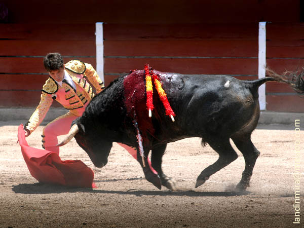 Midiendo al ejemplar