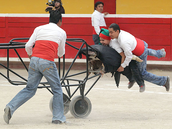 Peque�o forcado de cara