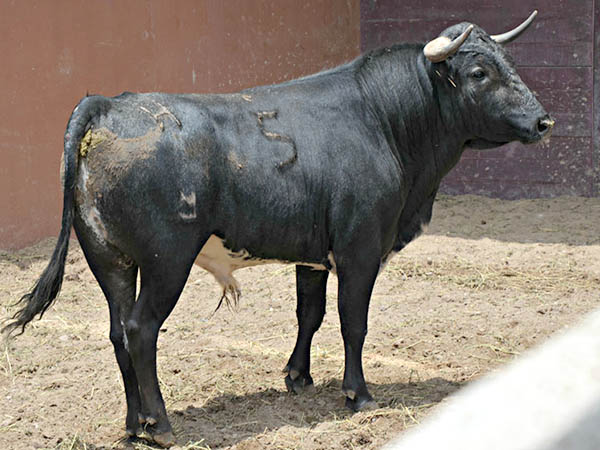 Ejemplar No. 5 (Sn Antonio de T,)