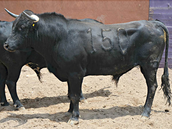 Ejemplar No. 150 (Villacarmela)