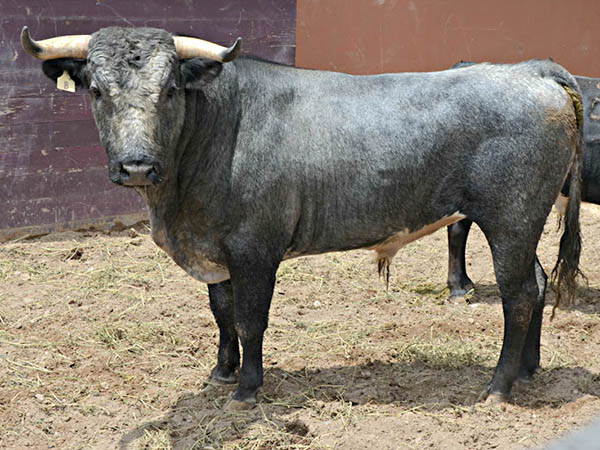 Ejemplar No. 8 (Sn Antonio de T,)