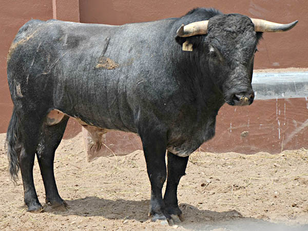 Ejemplar No. 1 (Sn Antonio de T,)