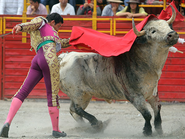 Pas�ndose todo el toro