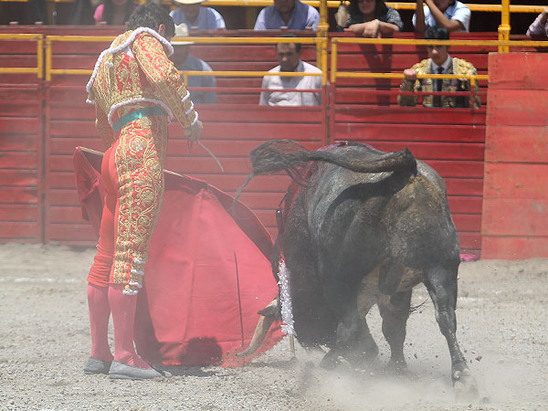 Los pitones arando la arena