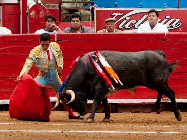 Probando al novillo