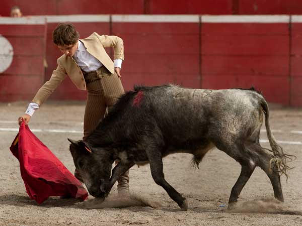 Sin forzar al becerro