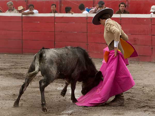 Lanceando a su becerro