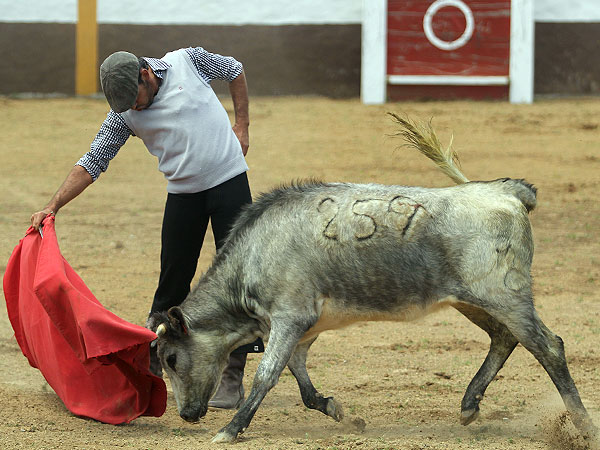 Disfrutando la embestida