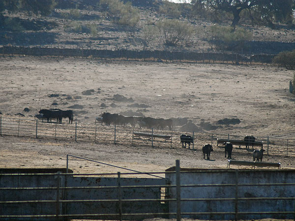 El encierro en un cercado