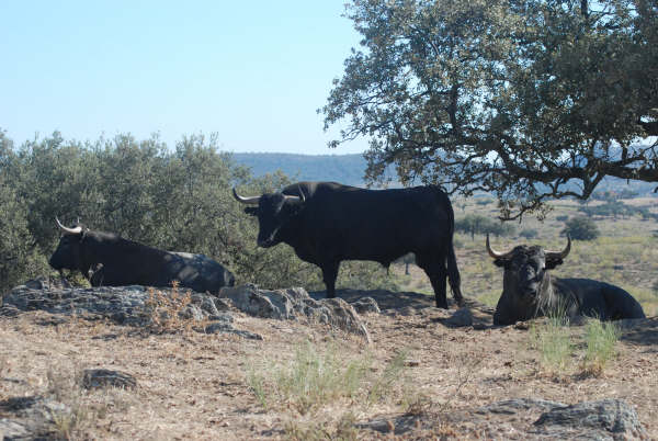 Los victorinos en su h�bitat