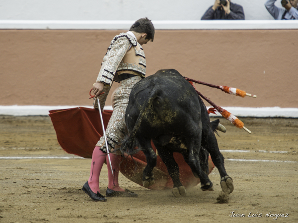 Su voluntad de embestir