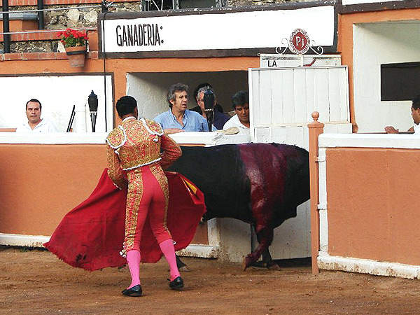 El toro regresando a los corrales