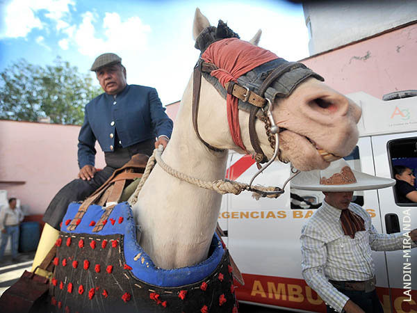 Mauro monta al tordillo