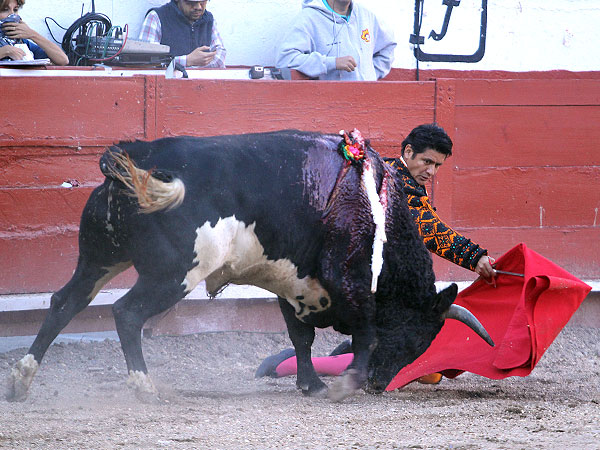 Meti�ndolo a la muleta