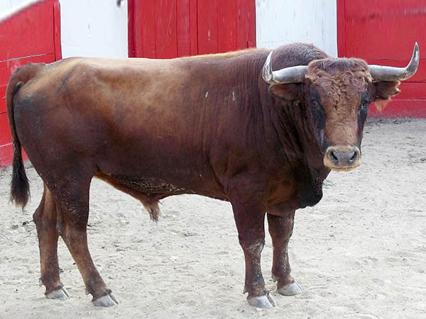 Ejemplar No. 33 (Santa Teresa)