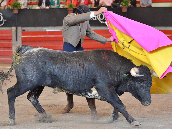 Tafallera de Hermosillo