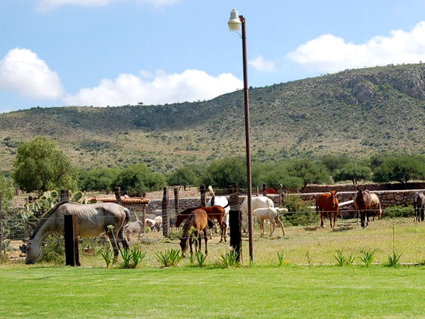 Yeguas y potros en la paz del campo