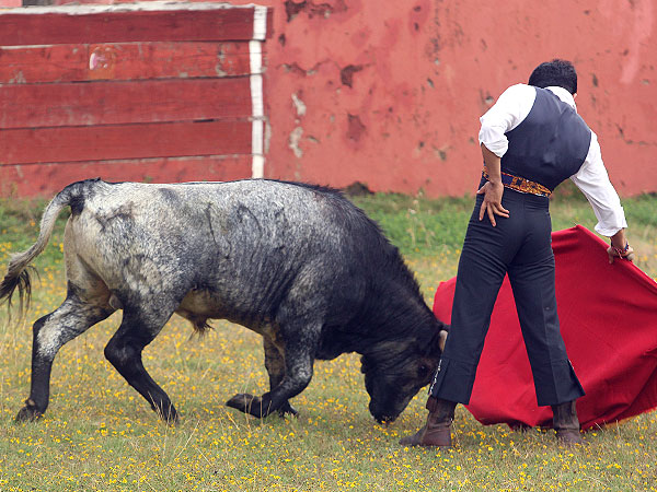 Calidad en la embestida