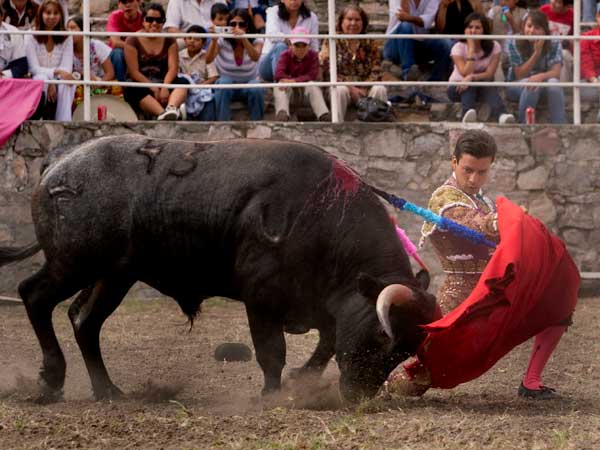 Disfrutando la embestida