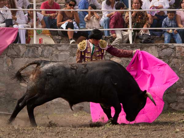 Un gran novillo desde el capote