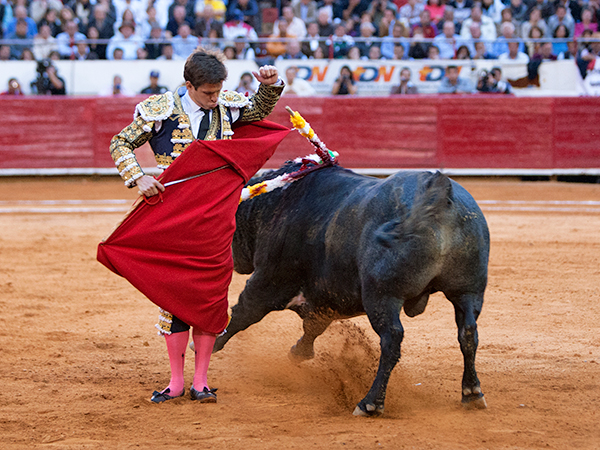 Torero grande