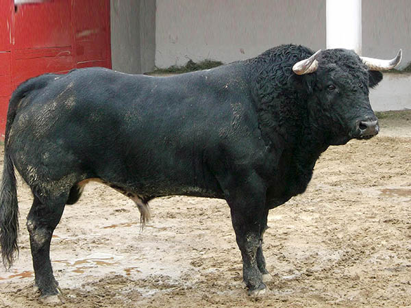 Ejemplar No. 265 (San Isidro)