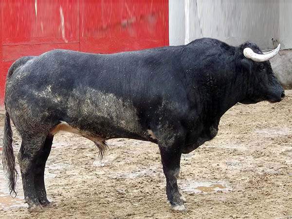 Ejemplar No. 280 (San Isidro)