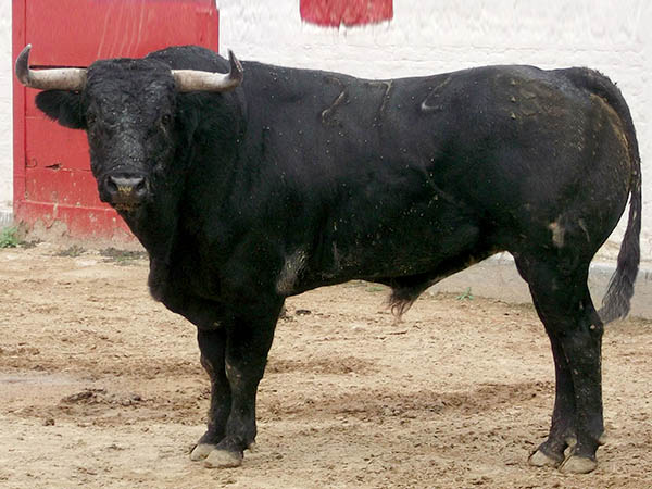 Ejemplar No. 272 (San Isidro)