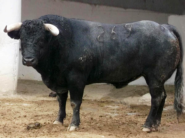 Ejemplar No. 269 (San Isidro)