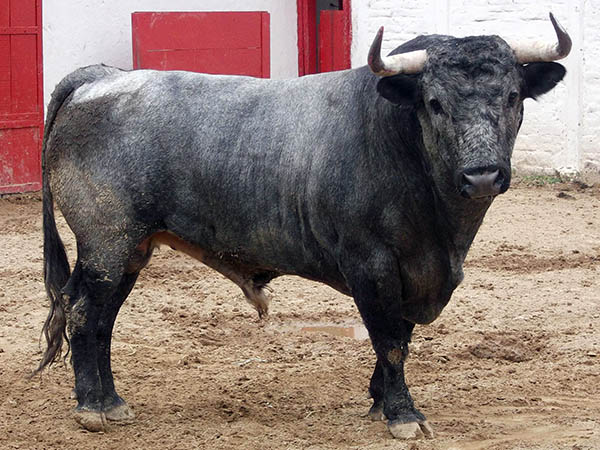 Ejemplar No. 57 (Los Encinos)