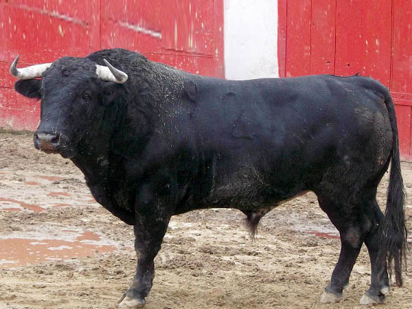 Ejemplar No. 27 (Los Encinos)