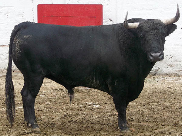 Ejemplar No. 16 (Los Encinos)