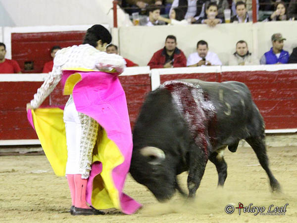 Ce�idas chicuelinas