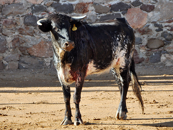 Burraca cl�sica en Jaral