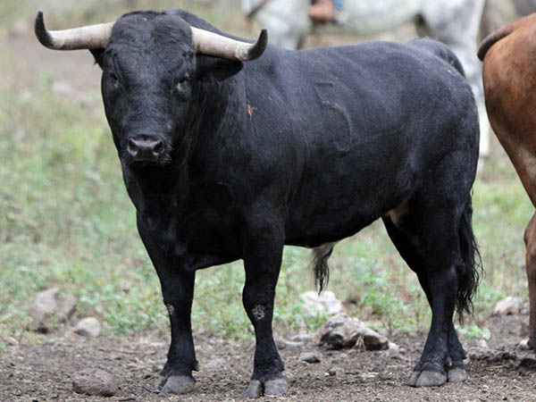 No. 5 (Fernando de la Mora)