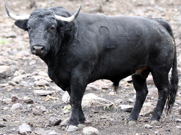 No. 249 (Fernando de la Mora)