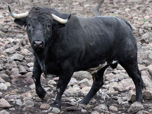 No. 34 (Fernando de la Mora)