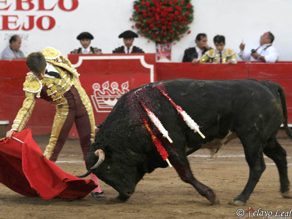 Busc� persistente la faena