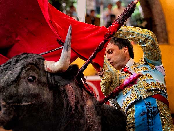 La aspereza del novillo